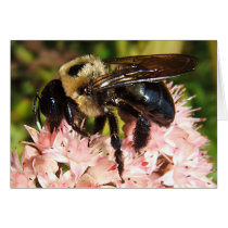 Bumble Bee 93 ~ card