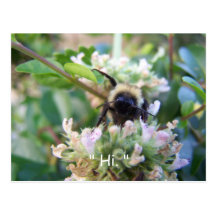 Bumble Bee Catnip " Hi. " Postcard