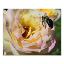 Bumble Bee In Flight 10x8 Nature Print Photo