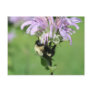 Bumble Bee On Bee Balm Flower Photo Postcard
