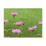 Bumble Bee on Bee Balm Flower Postcard