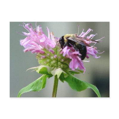 Bumble Bee on Bee Balm Flower Postcard 2 by natures_edge