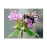 Bumble Bee on Bee Balm Flower Postcard 2
