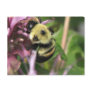 Bumble Bee on Bee Balm Postcard