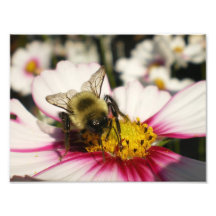 Bumble Bee on Cosmos flower Photo Print