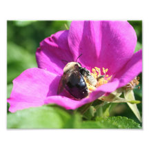 Bumble Bee On Pink Rose 10x8 Nature Print Photo