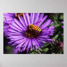 Bumble Bee on Purple Aster Flower Poster