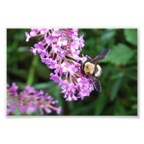 Bumble Bee on Purple Flower Print Photo