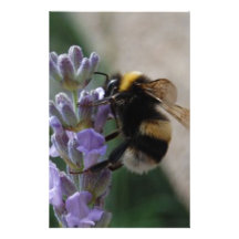 Bumble Bee On Valender Stationery
