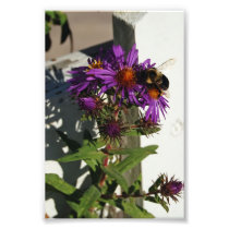 Bumble Bee Pollinating Purple Wildflower Print Photo