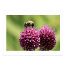 Bumble Bee Postcard