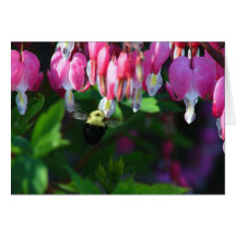 Bumblebee and Bleeding Hearts Greeting Cards