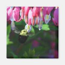 Bumblebee and Bleeding Hearts Magnets