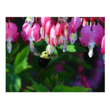 Bumblebee and Bleeding Hearts Postcards