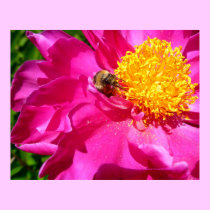 Bumblebee and Peony posters
