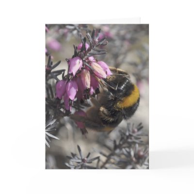 Bumblebee belated birthday card by ruralfrance