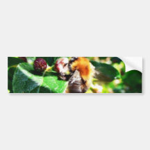 Bumblebee Bumper Stickers