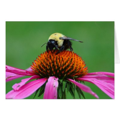 Bumblebee Greeting Card by mlikvan
