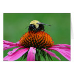 Bumblebee cards