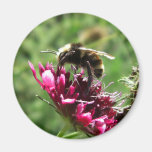 Bumblebee Flower Magnets