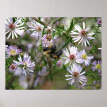 Bumblebee in Asters Print