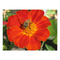 Bumblebee on Flower Photo