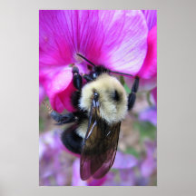 Bumblebee on Sweet Pea Print