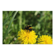 Bumblebee Photo Enlargement