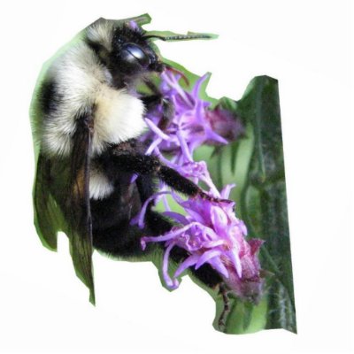 Bumblebee Photo Sculpture by naturegirl7