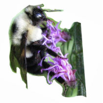 Bumblebee Photo Sculpture