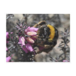 Bumblebee postcard