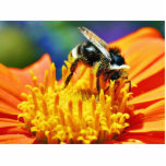 Bumblebees Flowers Macro Photo Cutouts