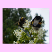 Bumblebees Poster posters
