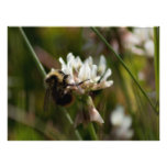 Bumbling in the Clover; No Text Photo