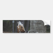 Bumper sticker