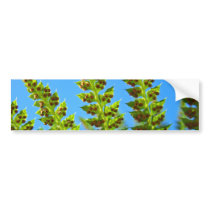 Bumper Stickers Blue Sky Green Forest Ferns