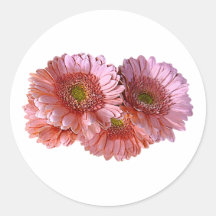 Bunch of Pink Shasta Daisies Sticker