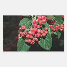 Bunch of ripen red berries rectangular stickers