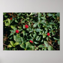 Bunchberry (Cornus Canadensis) flowers Print