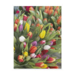 Bunches of colourful tulips post cards