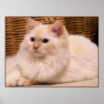 Bundle of Love Posters