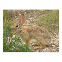Bunny At Supper Post Card