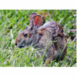 Bunny Bunnies Rabbits Photo Cut Out