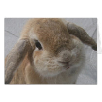 Bunny Card