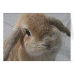 Bunny Card