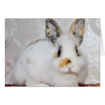 Bunny Card