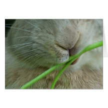 Bunny card 17