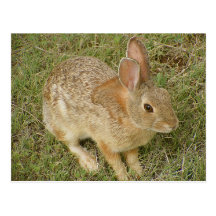 Bunny Charms You Post Cards
