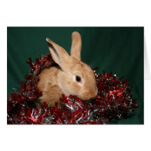 Bunny Christmas Greeting Card