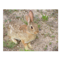 Bunny Fashion Model Post Cards